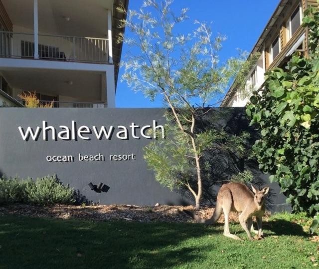 Whale Watch Ocean Beach Resort Point Lookout Exteriör bild